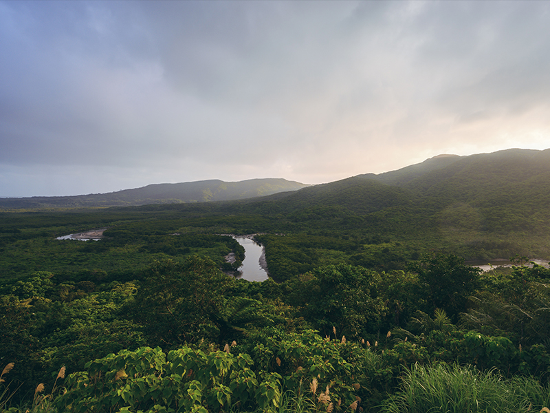 自然豊かな西表島の風景