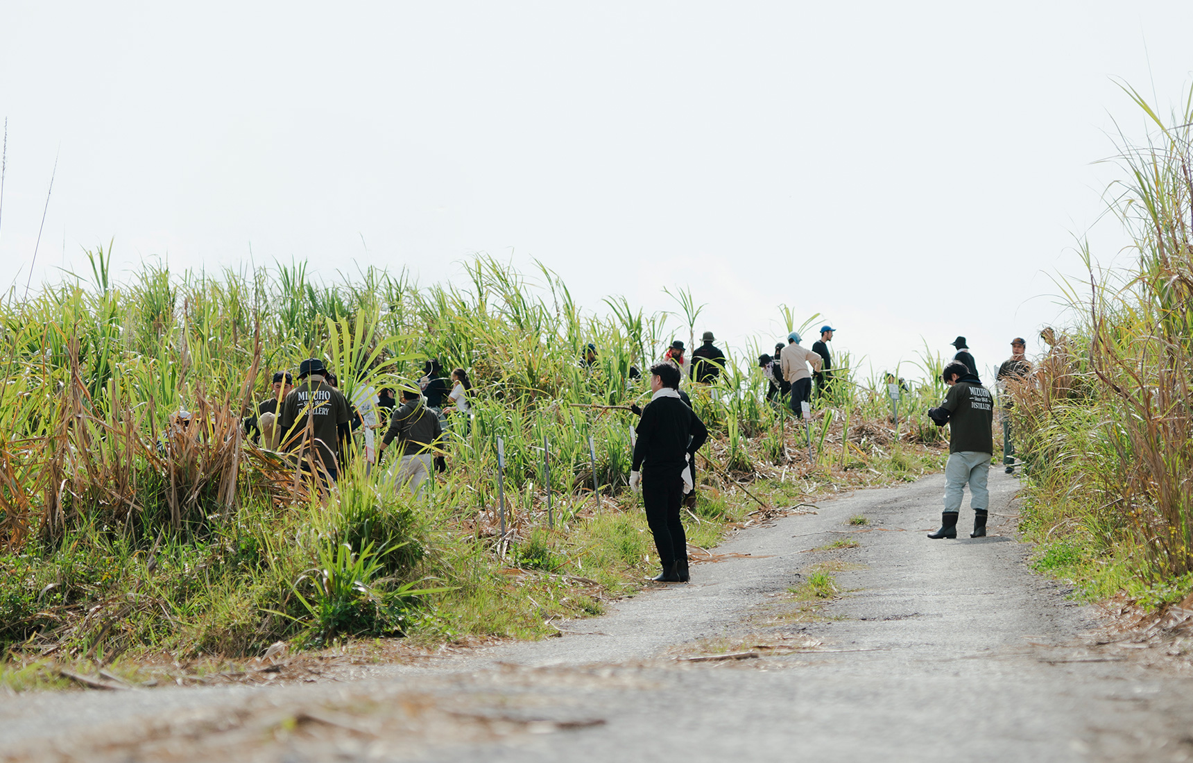 ONERUMファームでの収穫風景